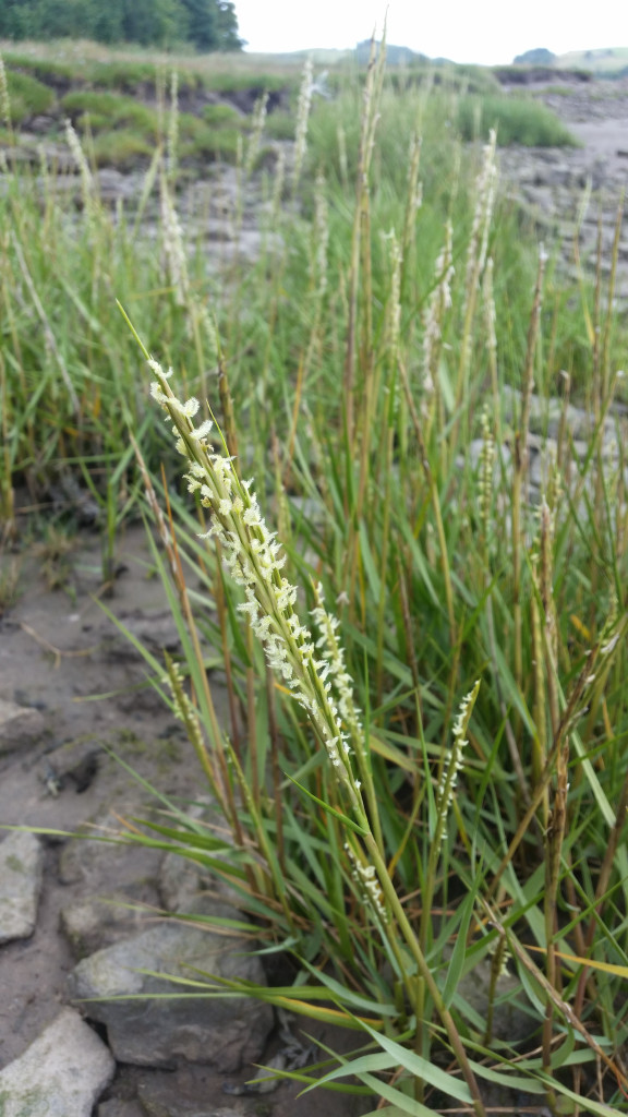 common-cordgrass-at-estuary.jpg